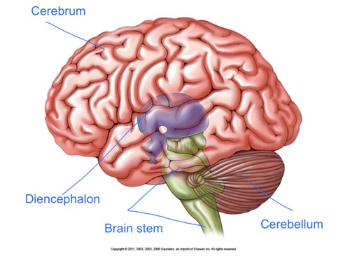brain