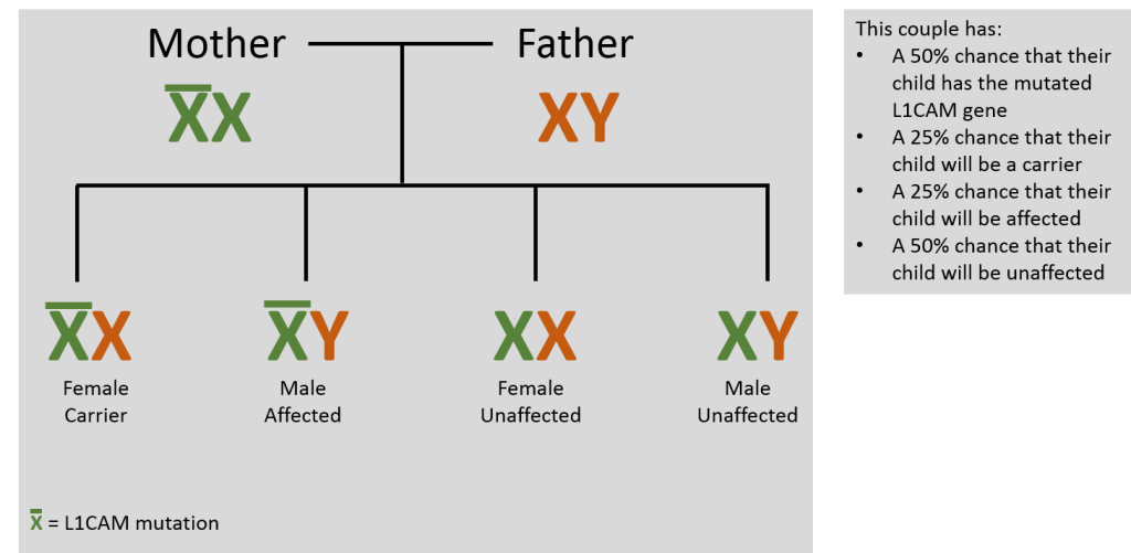 Chromosomes
