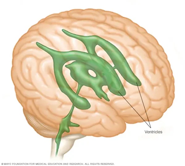 ventricles
